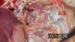 鸡嗉囊炎症状特征是什么，鸡嗉囊炎怎样防治？