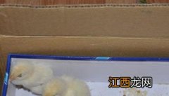 如何养好一只小鸡 如何养好一只小鸡饲料