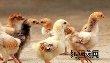 小鸡有多少种吃法 小鸡的食物种类有哪些