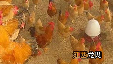 干撒式发酵床的缺点 干撒式发酵床饲养肉鸡有哪些优势