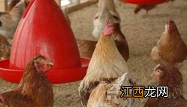 蛋鸡产蛋高峰期饲养管理技术要点 蛋鸡产蛋高峰期的管理技术