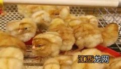 雏鸡饲养管理技术要点 雏鸡饲养管理的几个关键点