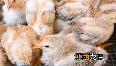 肉仔鸡饲养管理技术要点及其光照管理方法