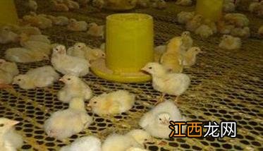肉仔鸡饲养管理技术要点及其光照管理方法