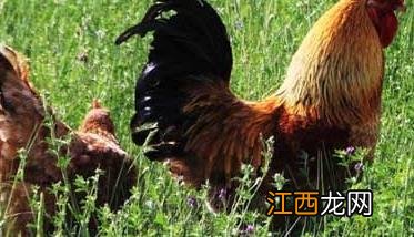 后备鸡是什么意思 后备啥意思