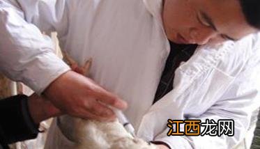 蛋鸡开产日龄是多少天 蛋鸡的开产日龄越早越能提高产蛋量