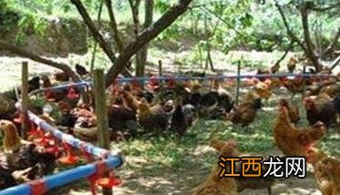 果园散养土鸡的饲养管理方法 果园散养土鸡图片