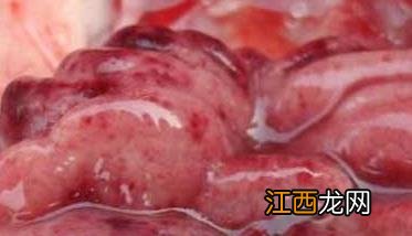 鸡法氏囊病的症状、用什么药治疗、如何预防