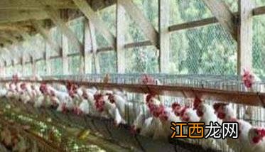 笼养肉鸡舍内养殖环境的控制方法有 笼养肉鸡舍内养殖环境的控制方法