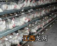 笼养肉鸡舍内养殖环境的控制方法有 笼养肉鸡舍内养殖环境的控制方法