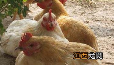 产蛋后期饲养管理的几个关键措施与方法