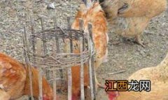 春季鸡寄生虫病常见症状表现、用什么药治