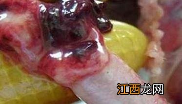 春季鸡寄生虫病常见症状表现、用什么药治