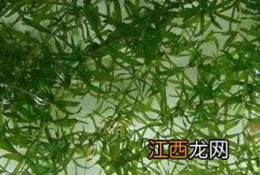 螃蟹养殖池水草栽植与养护技术 螃蟹养殖池水草栽植与养护技术要点