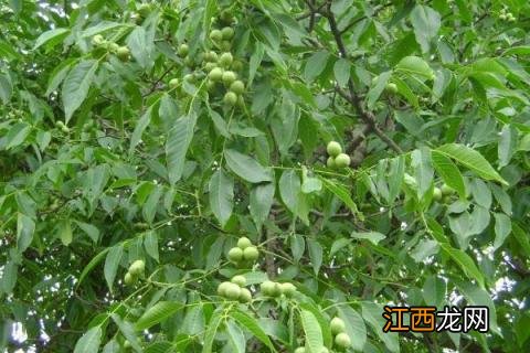 适宜的地区 五亩核桃一年收入多少,附核桃种植条件