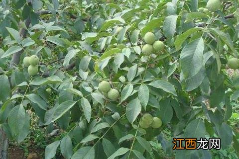 适宜的地区 五亩核桃一年收入多少,附核桃种植条件