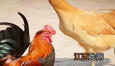 鸡传染性贫血病毒感染的症状及诊断技术