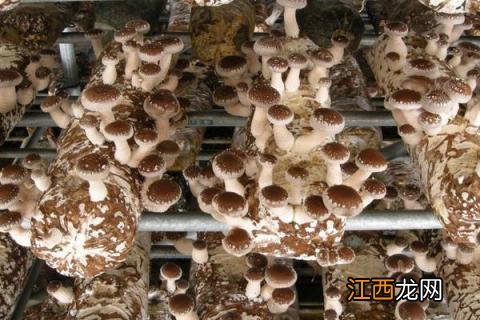 农村做什么项目致富 农民有什么好的致富项目