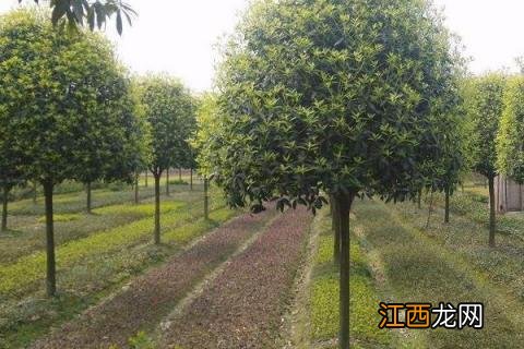 农村做什么项目致富 农民有什么好的致富项目