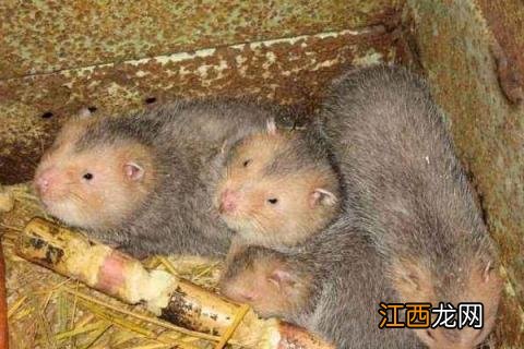 养什么占地面积小而且赚钱 在家小面积养什么挣钱