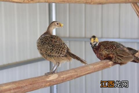 适合返乡创业种养殖创业值得借鉴养殖新项目