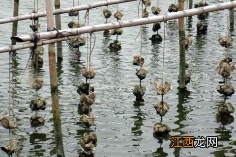 有什么养殖项目 养殖项目