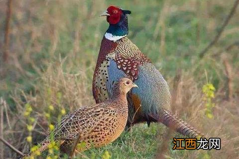 有什么养殖项目 养殖项目