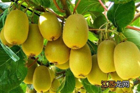 特色种植养殖项目计划书 特色养殖种植项目,8个好项目分析