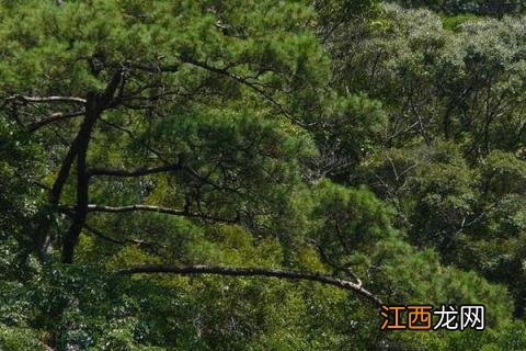 种植啥树前景好 种植什么树木前景好