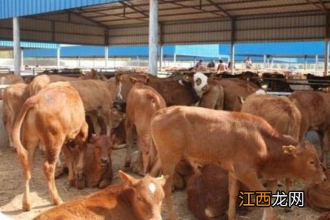 养殖业什么最稳，5个成本低又赚钱的养殖项目