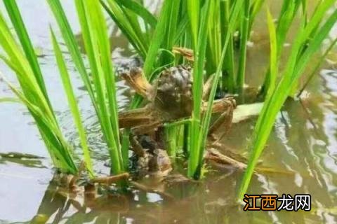 养殖业什么最稳，5个成本低又赚钱的养殖项目