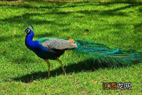 养殖业什么最稳，5个成本低又赚钱的养殖项目