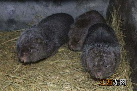 养殖好项目,农村致富项目有哪些 养殖好项目,农村致富项目有哪些优势