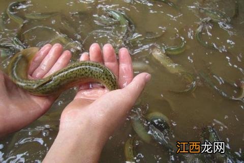 农村养殖什么不愁销路 想在农村搞养殖没有销路