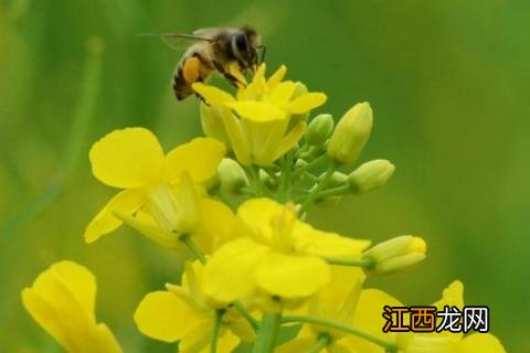 农村养殖什么不愁销路 想在农村搞养殖没有销路