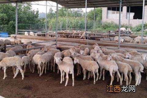 农村养殖什么不愁销路 想在农村搞养殖没有销路
