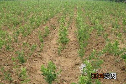 金银花种植是不是骗局 种植金银花最大的风险是什么