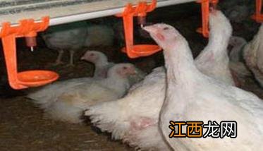 肉鸡育肥方法：告诉你肉鸡育肥的关键有哪些