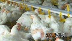 肉鸡育肥方法：告诉你肉鸡育肥的关键有哪些