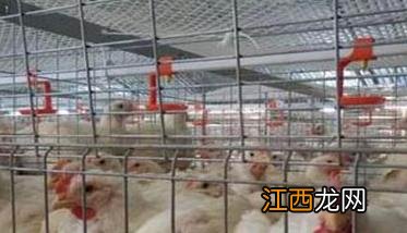 肉鸡育肥方法：告诉你肉鸡育肥的关键有哪些