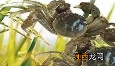 河蟹蜕壳次数，河蟹蜕壳一生要经过几次