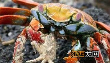 抱卵蟹怎么养,抱卵蟹的培育应注意哪些问题?