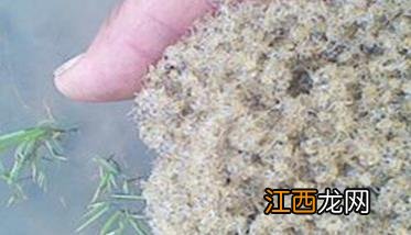 庭院养蟹需要什么条件,需掌握哪些技术