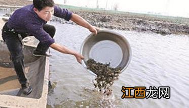 庭院养蟹需要什么条件,需掌握哪些技术