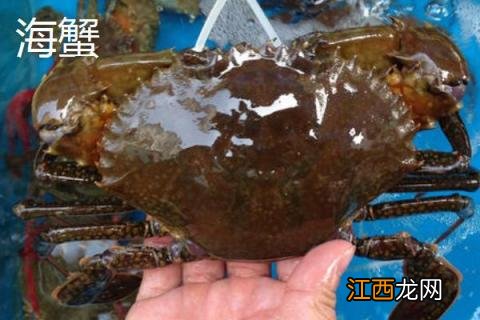 海蟹河蟹哪个嘌呤高 河蟹是高嘌呤食物吗