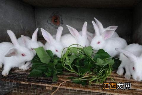 肉兔的孕期多长 孕期 兔肉