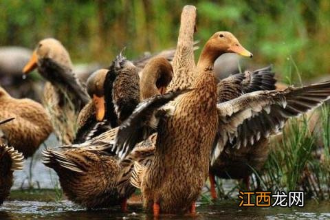 麻鸭能活多久 麻鸭养殖多少天