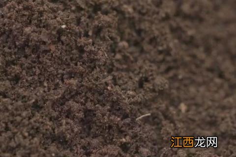 蚯蚓粪有机肥有前景吗 蚯蚓粪是生物有机肥吗