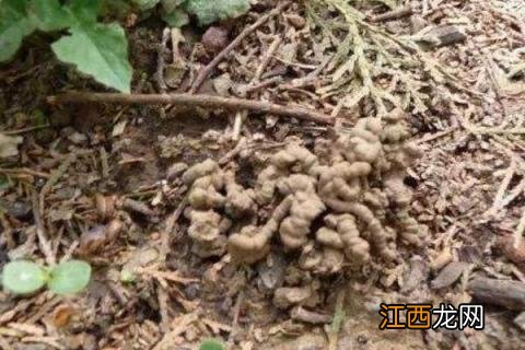 蚯蚓粪有机肥有前景吗 蚯蚓粪是生物有机肥吗