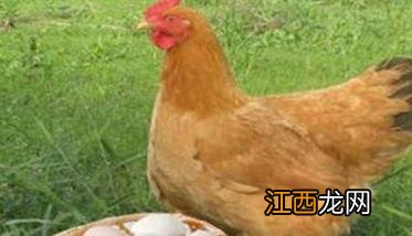 常见的褐壳蛋鸡有 褐壳蛋鸡品种简介